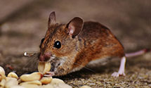 Find Exterminators in Desha County